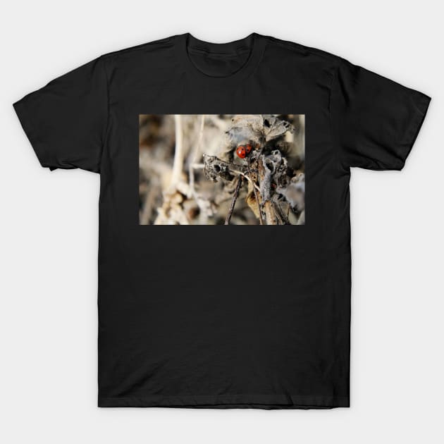 Ladybird Love T-Shirt by WesternExposure